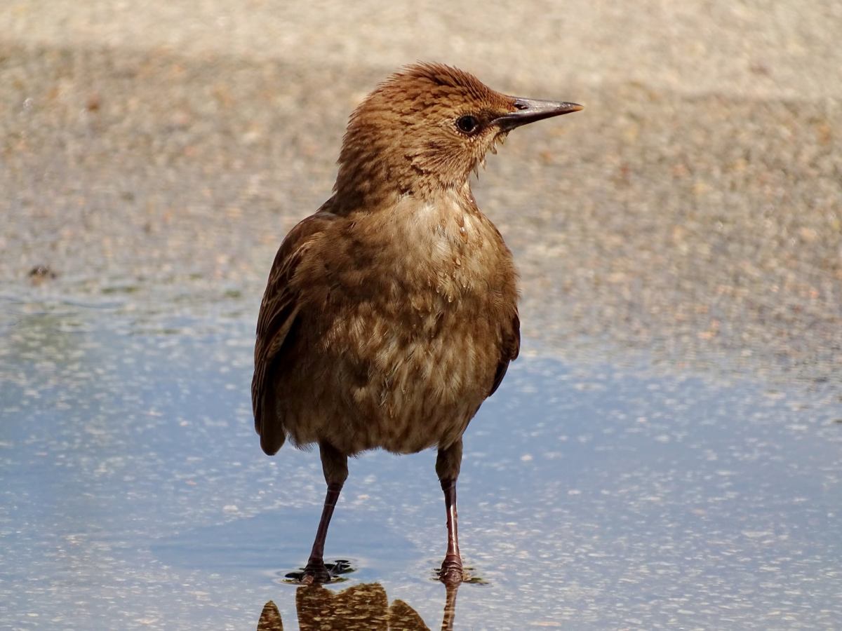 Le surprenant Étourneau&nbsp;sansonnet