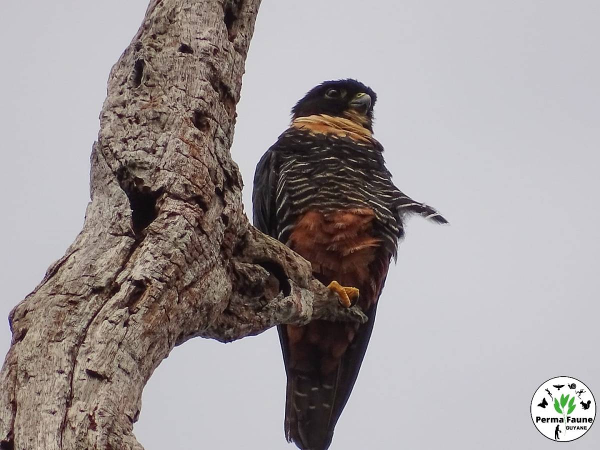 Le beau faucon des chauves souris&nbsp;!