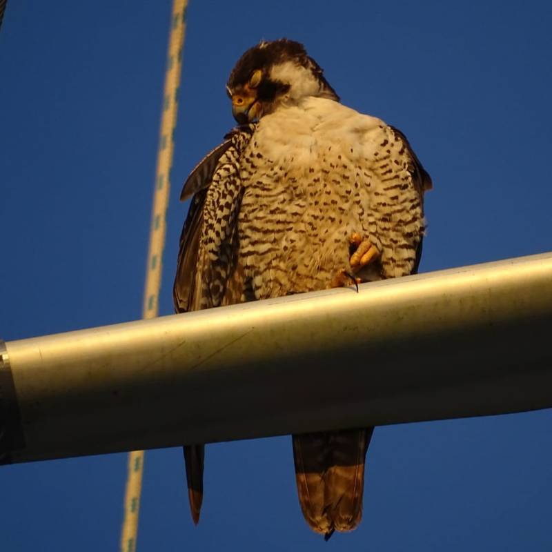 Le faucon pèlerin est capable de voler à plus de 350km/h&nbsp;!