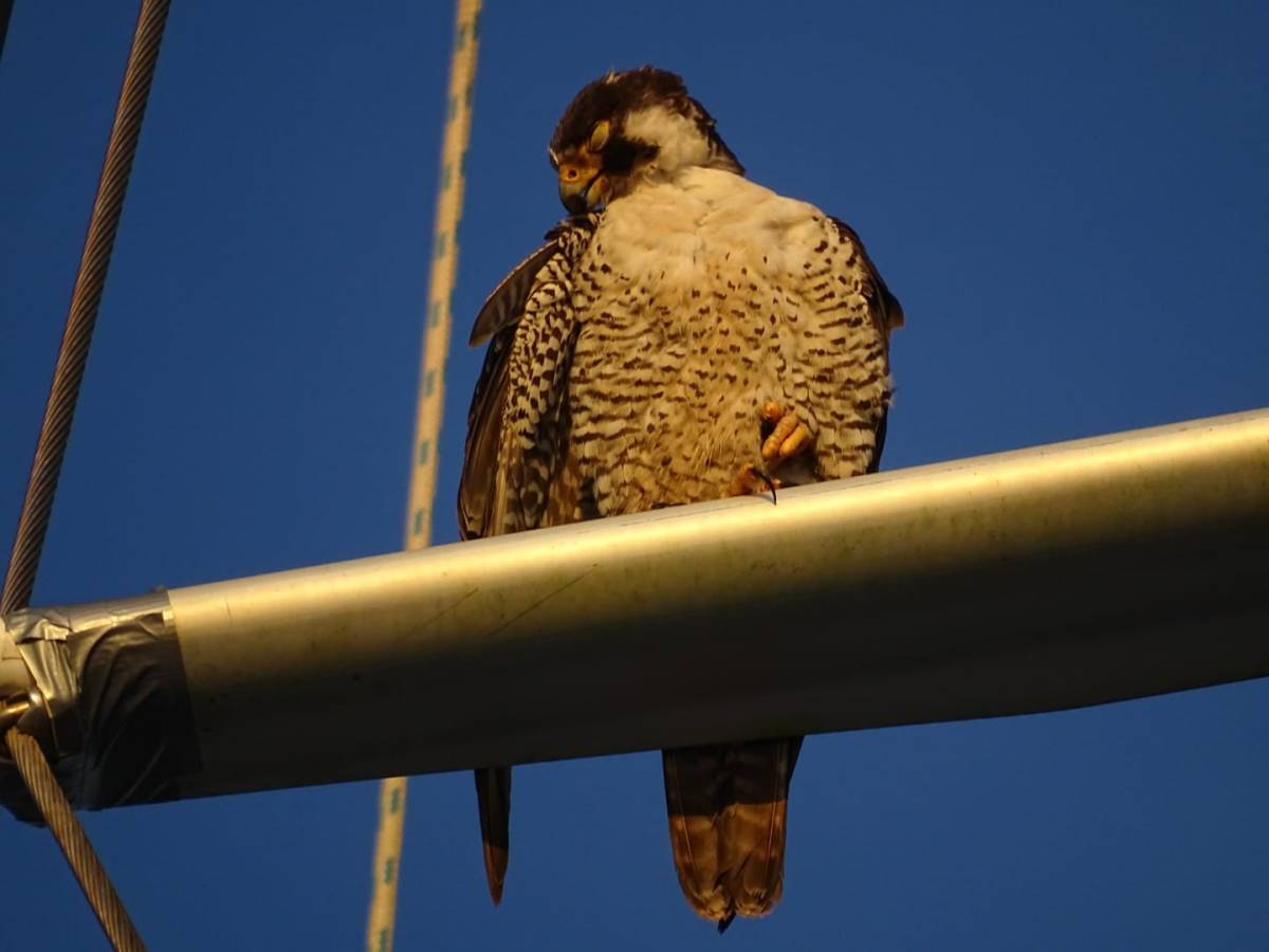 Le faucon pèlerin est capable de voler à plus de 350km/h&nbsp;!
