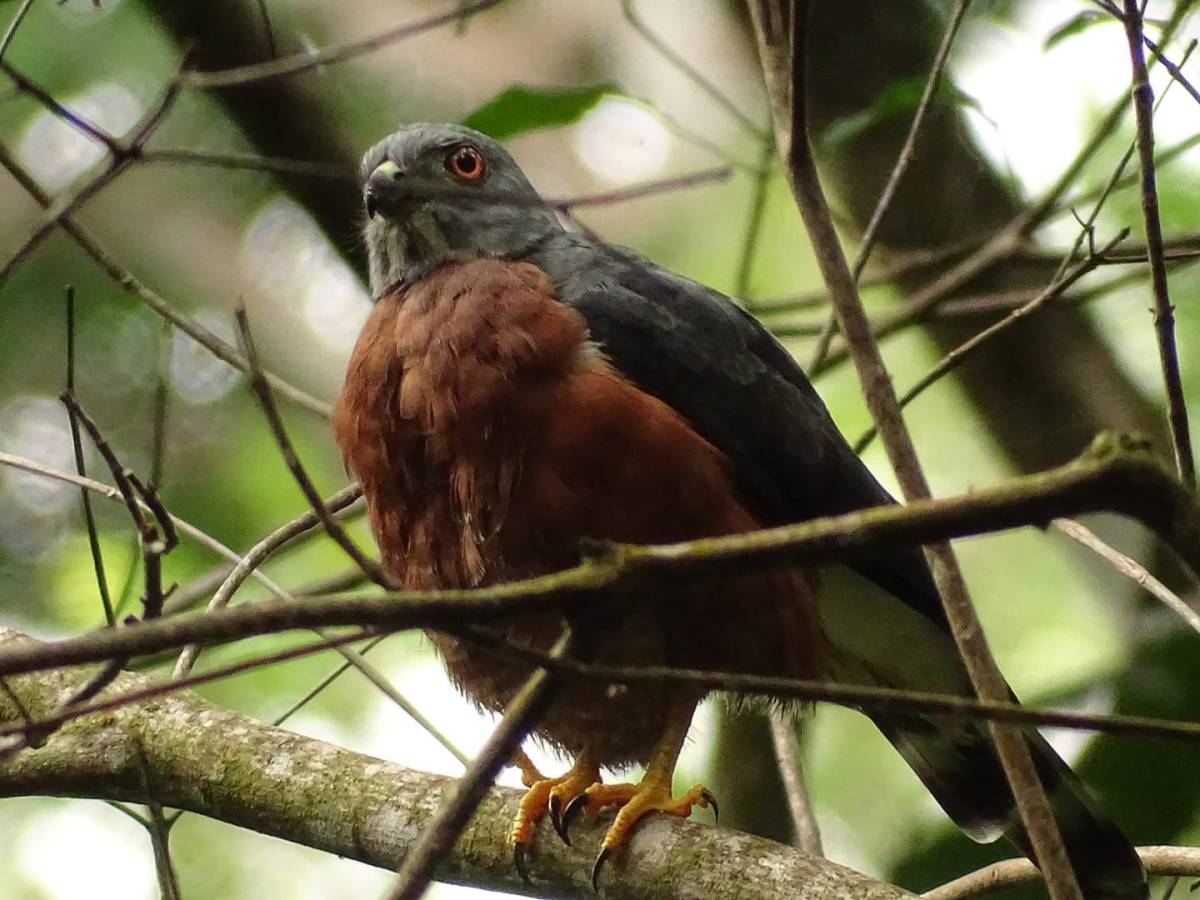 L&rsquo;étonnante relation entre un rapace et un singe&nbsp;: