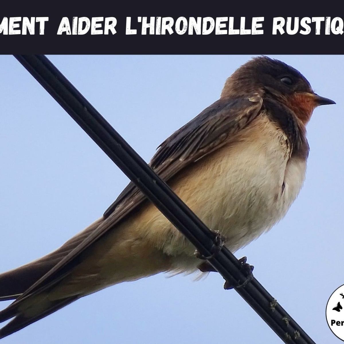 Connaissez-vous les solutions pour aider les Hirondelles rustique&nbsp;?