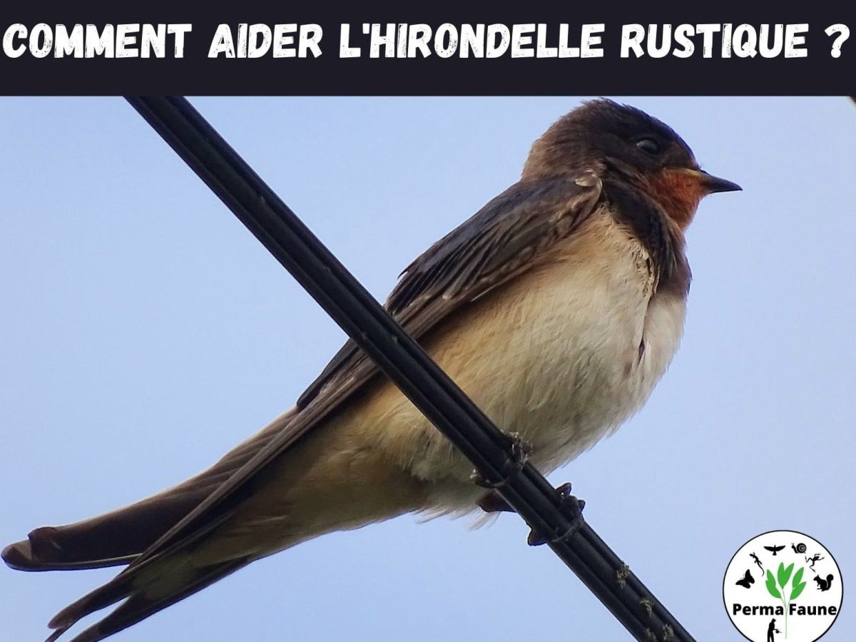 Connaissez-vous les solutions pour aider les Hirondelles rustique&nbsp;?