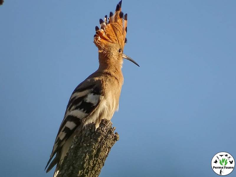 Magnifique rencontre matinale avec la Huppe fasciée&nbsp;!