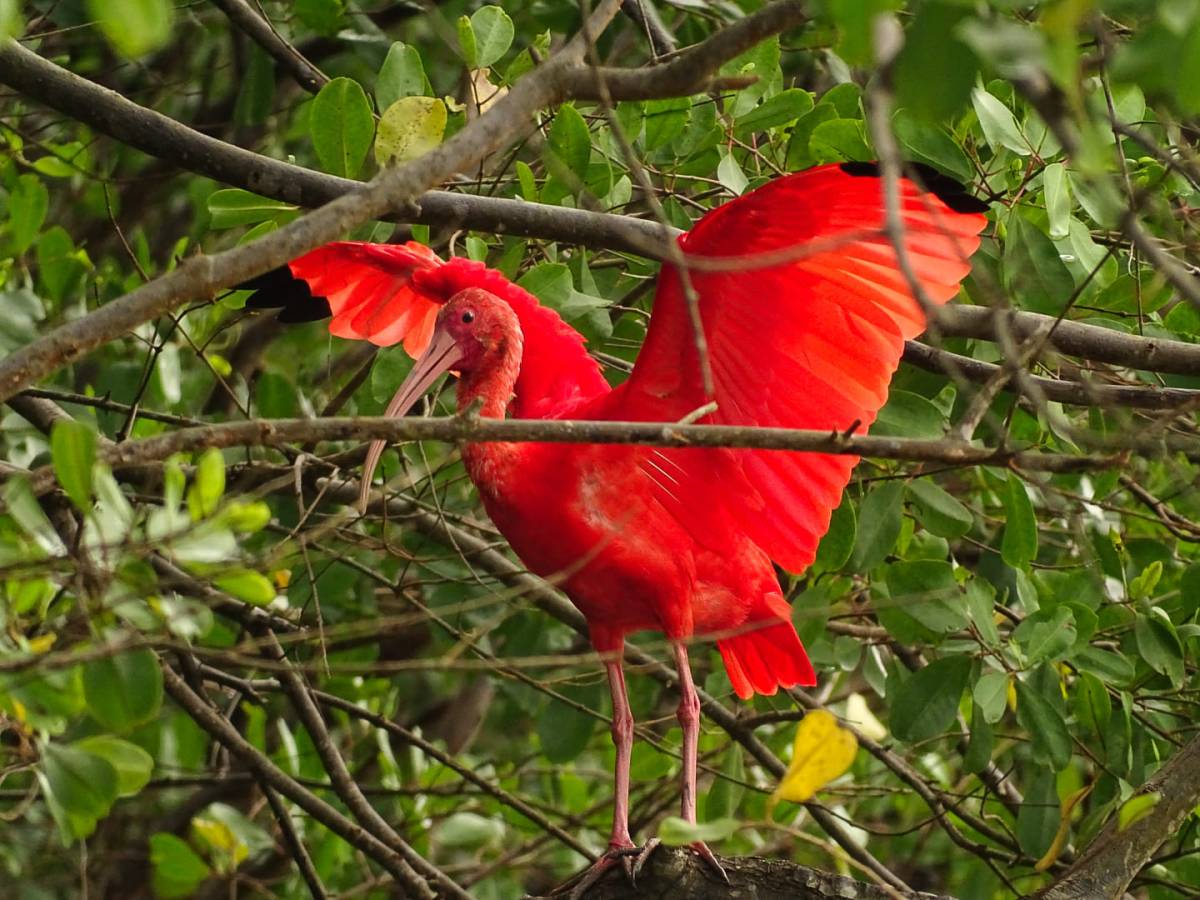 Connaissez vous l&rsquo;histoire tragique des Ibis rouge en Guyane Française&nbsp;?