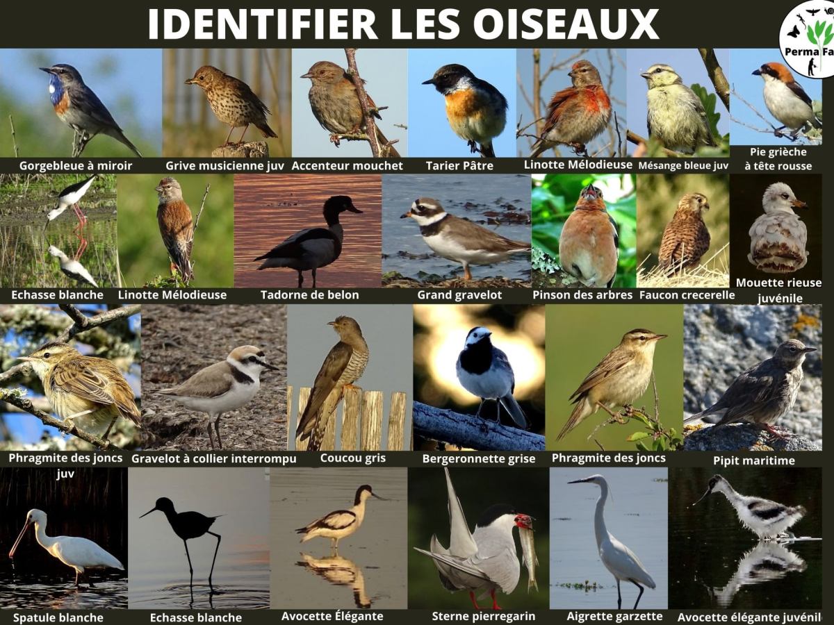 Identifier les oiseaux –&nbsp;Bretagne