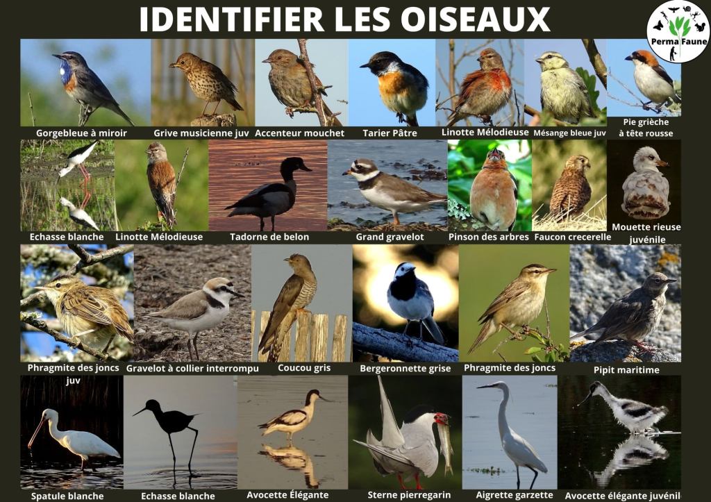 Identifier les oiseaux – Bretagne
