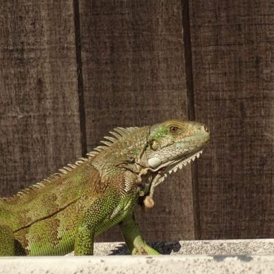 Le magnifique Iguane vert&nbsp;!
