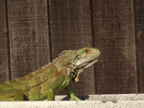 Le magnifique Iguane vert&nbsp;!