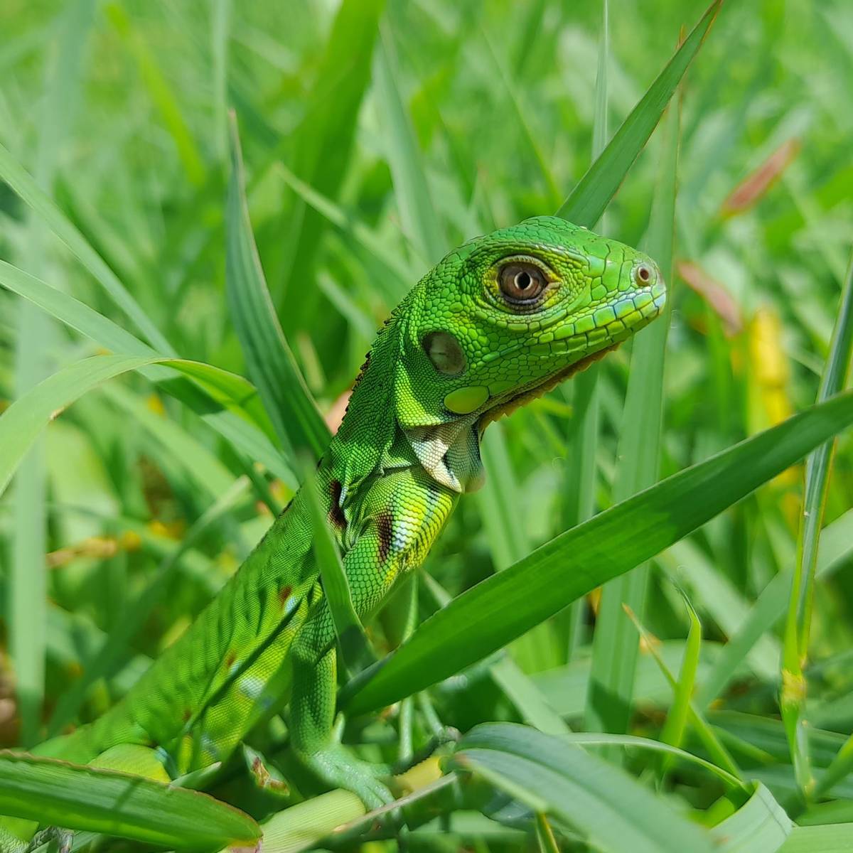 Le superbe Iguane vert&nbsp;juvénile