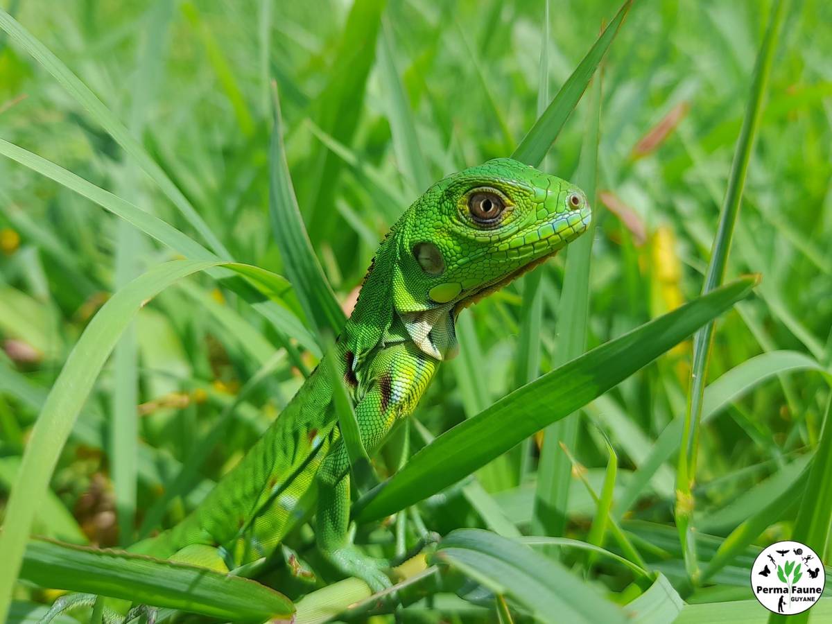 Le superbe Iguane vert&nbsp;juvénile