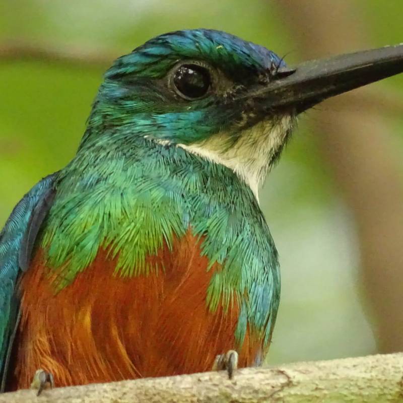 Pourquoi ce magnifique Jacamar vert a t-il un bec démesurément grand&nbsp;?
