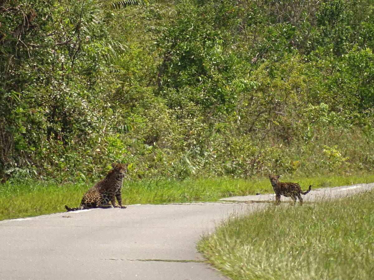 Rencontre exceptionnelle avec le plus grand prédateur d&rsquo;Amérique du Sud&nbsp;!