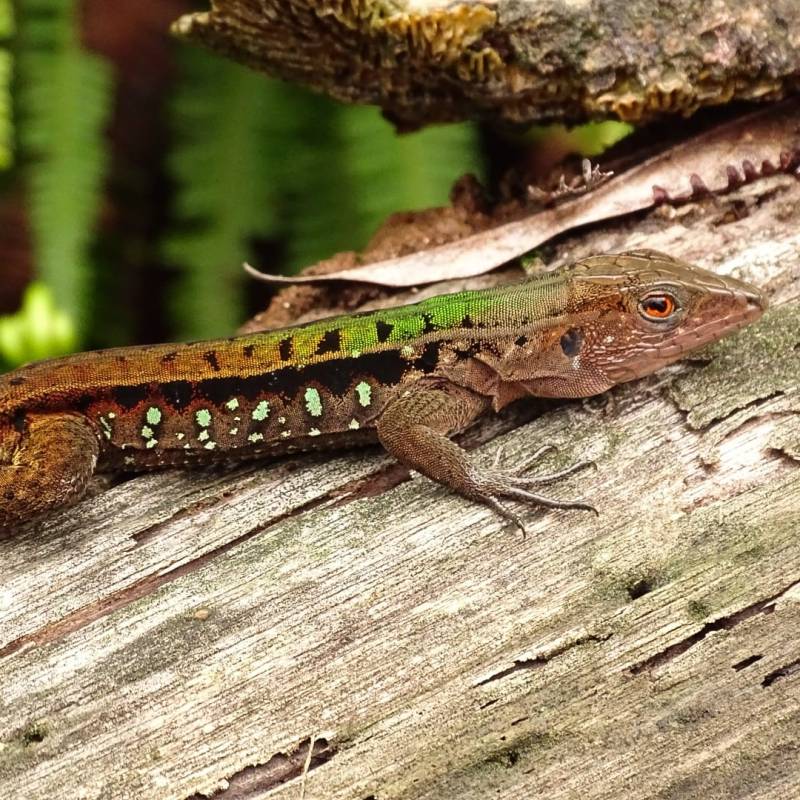 Un autre représentant de la beauté des lézards Guyanais : Kentropyx&nbsp;calcarata