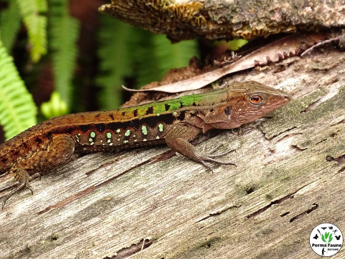 Un autre représentant de la beauté des lézards Guyanais : Kentropyx&nbsp;calcarata