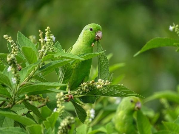 On commence la semaine avec le plus petit perroquet d&rsquo;Amérique !
