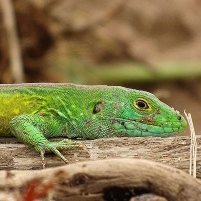 Dans les merveilles de Guyane je voudrais le Lézard coureur&nbsp;galonné
