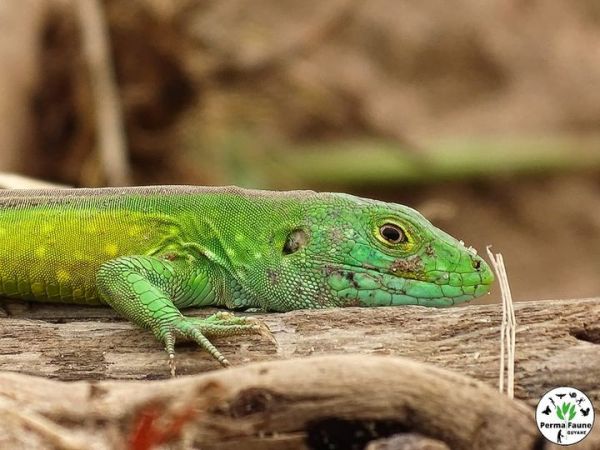Dans les merveilles de Guyane je voudrais le Lézard coureur&nbsp;galonné