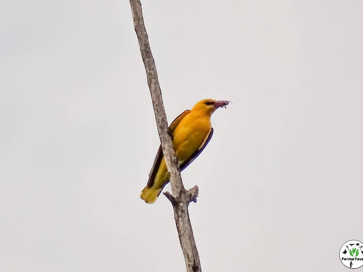 Pour le plaisir des yeux : le Loriot d&rsquo;Europe&nbsp;!