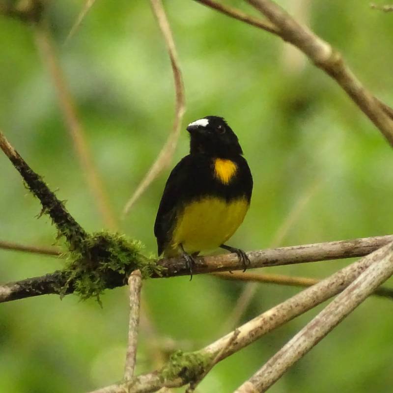 Le Manakin à front blanc&nbsp;!