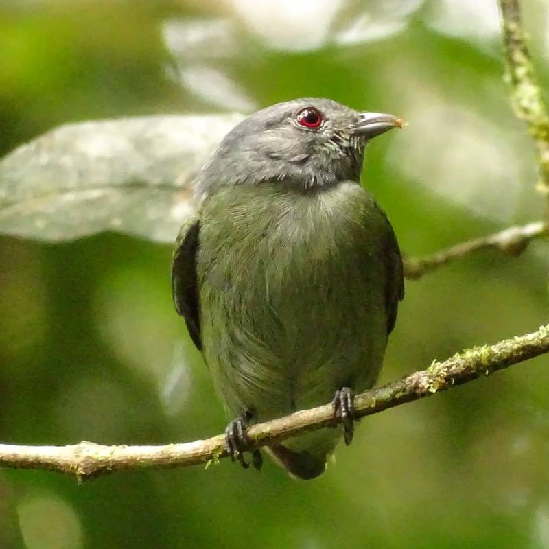 Voici le Manakin à tête&nbsp;blanche