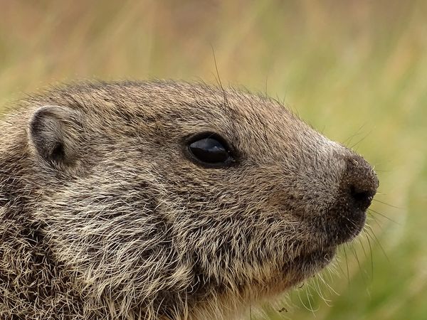Conseils pour observer et protéger la faune sauvage pendant nos randonnées en vacances&nbsp;: