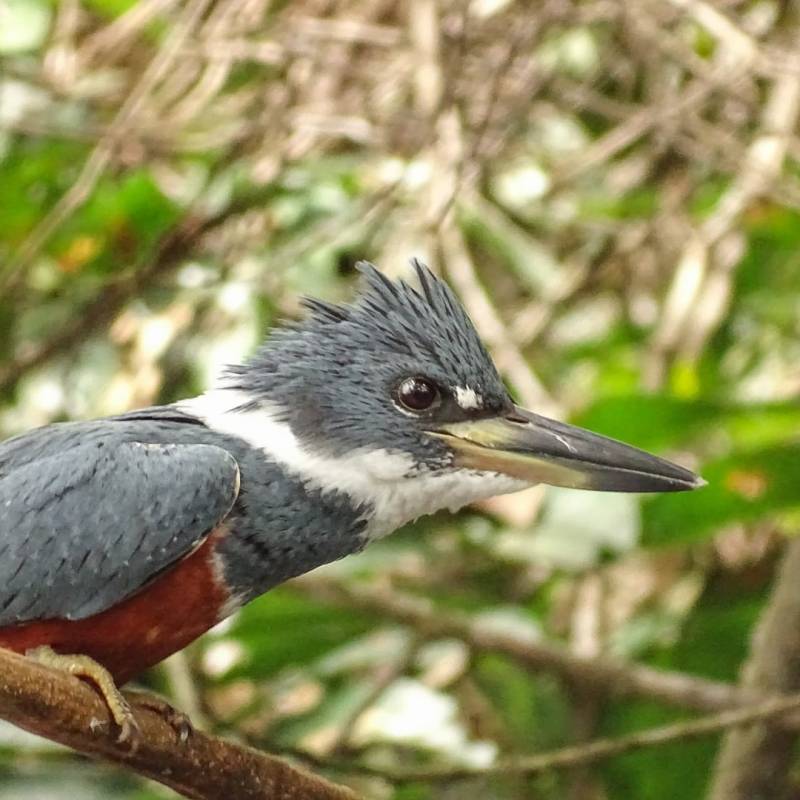 Le plus gros Martin pêcheur de Guyane&nbsp;!