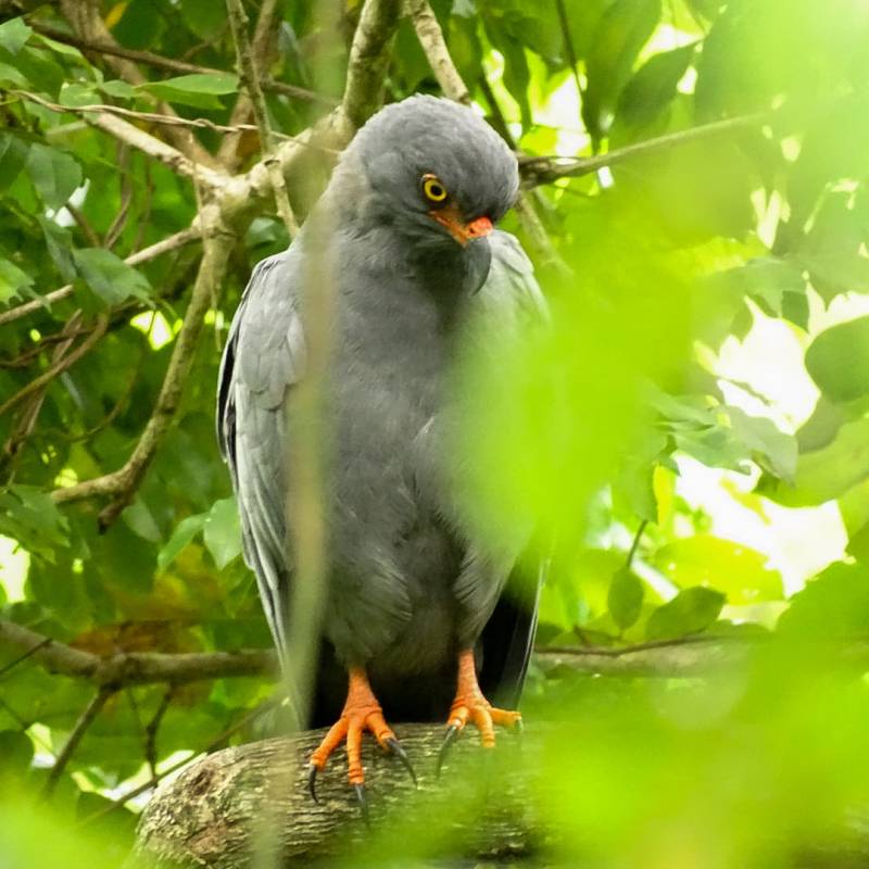 Encore un rapace très étonnant&nbsp;: