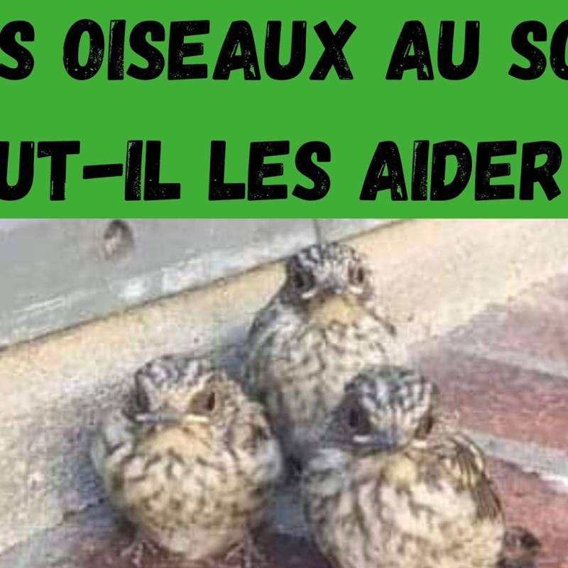 Je trouve un oiseaux au sol, que dois-je faire&nbsp;?