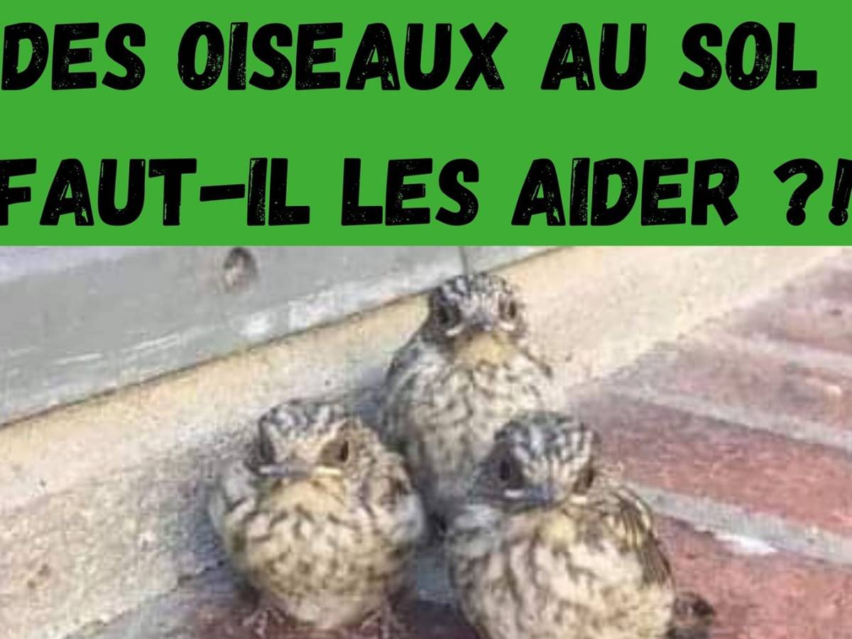 Je trouve un oiseaux au sol, que dois-je faire&nbsp;?