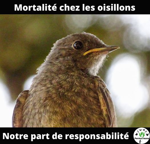 Comment aider les oisillons à notre&nbsp;échelle