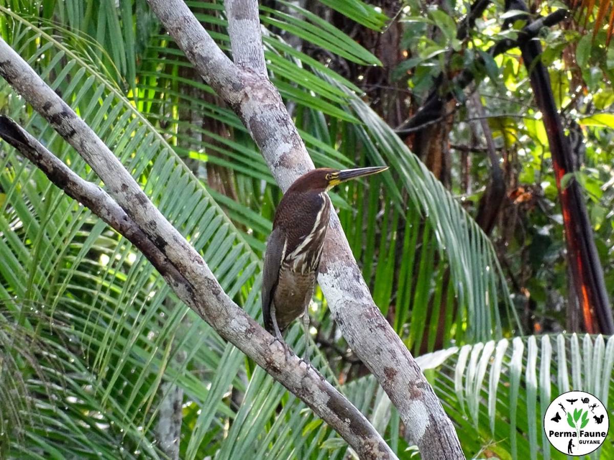 Connaissez vous le superbe Onoré rayé&nbsp;?