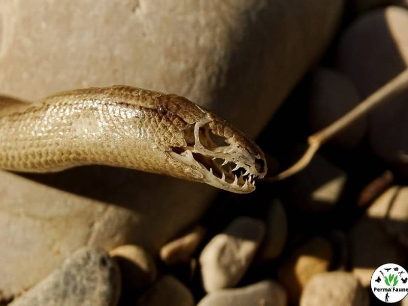 Étonnant souvenir d&rsquo;un Orvet fragile, un reptile inoffensif à protéger&nbsp;!