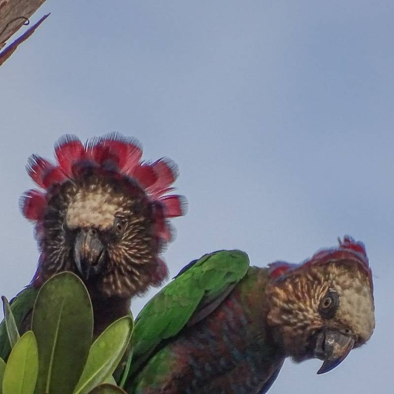 Le superbe Papegeai maillé&nbsp;!