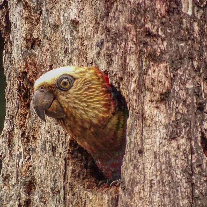 Rencontre fortuite avec le Papegeai maillé&nbsp;!