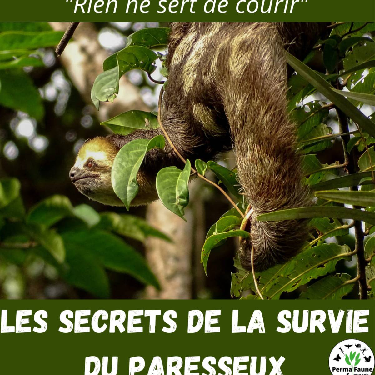 Les secrets de la survie du&nbsp;Paresseux