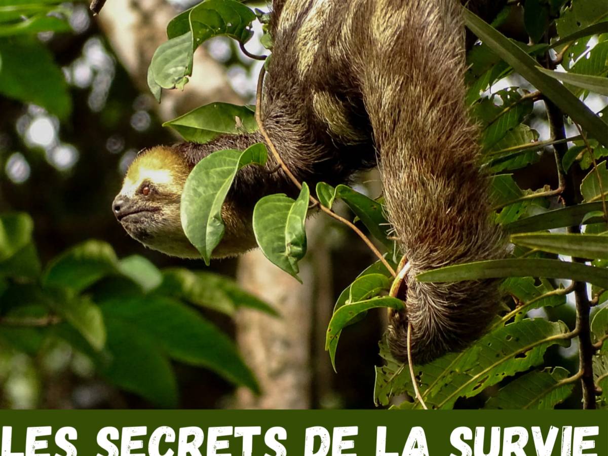 Les secrets de la survie du&nbsp;Paresseux