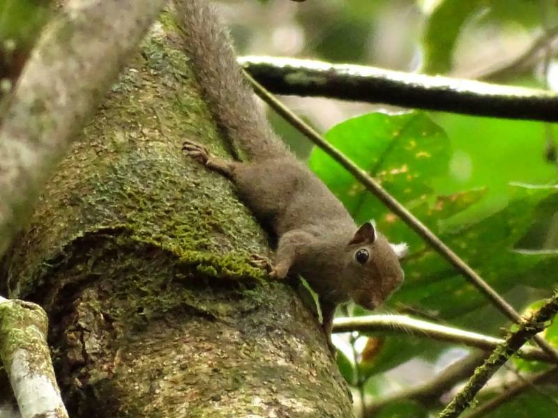Rencontre et infos sur le plus petit écureuil de Guyane&nbsp;!