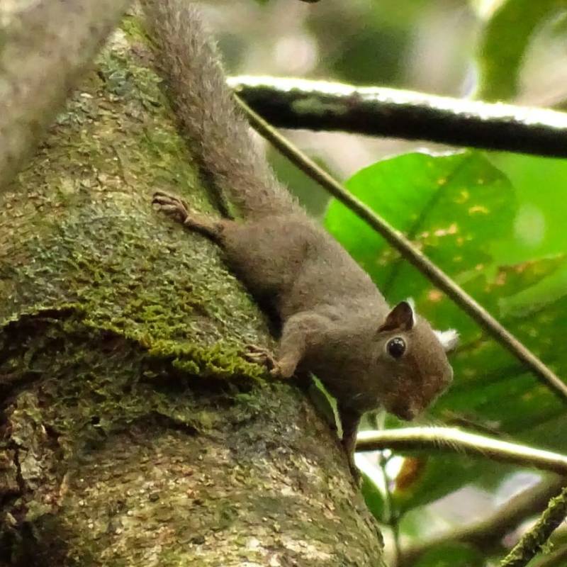 Rencontre et infos sur le plus petit écureuil de Guyane&nbsp;!