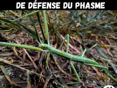 Connaissez vous les Phasmes&nbsp;?