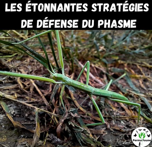 Connaissez vous les Phasmes&nbsp;?