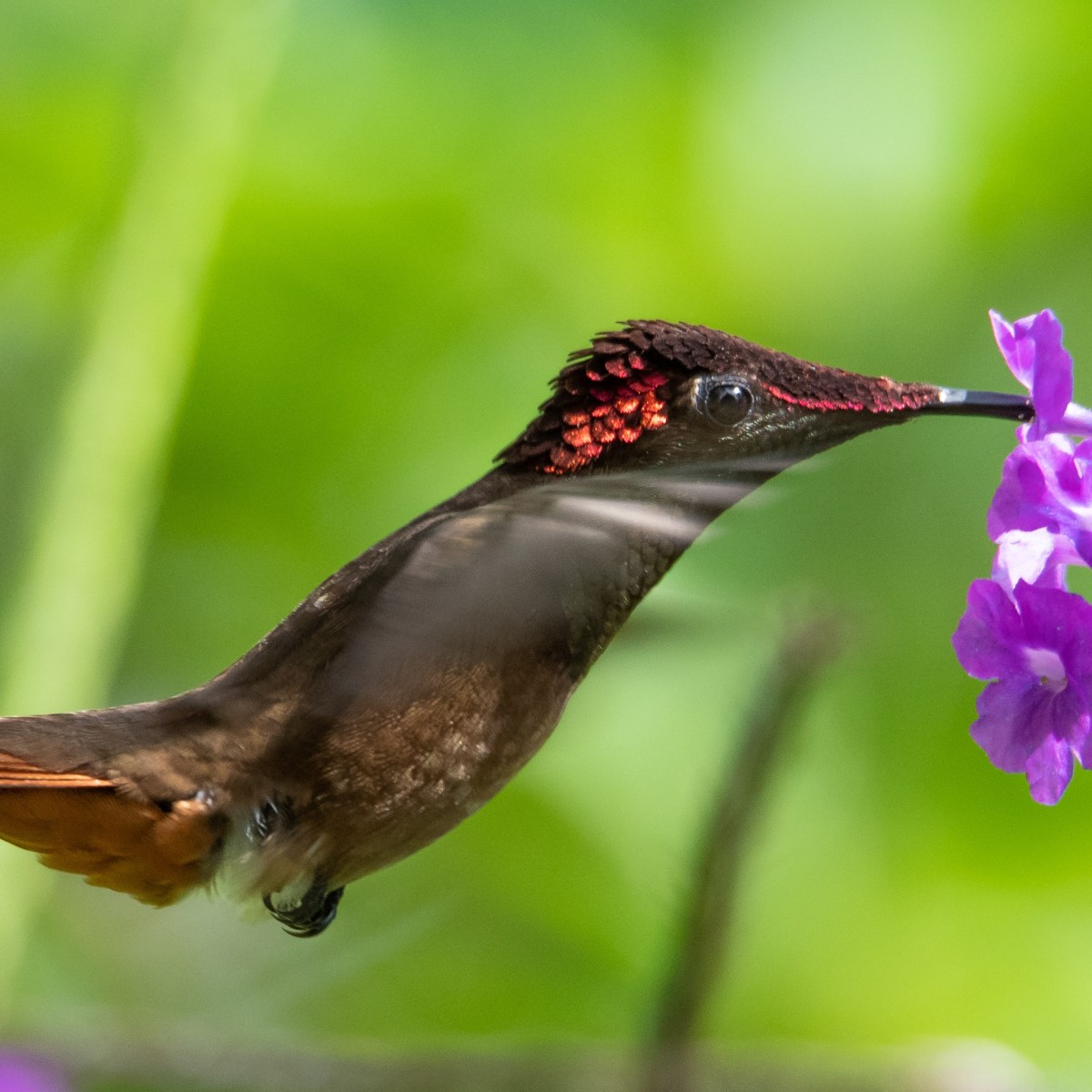 Le colibri rubis-topaze mâle adulte&nbsp;!