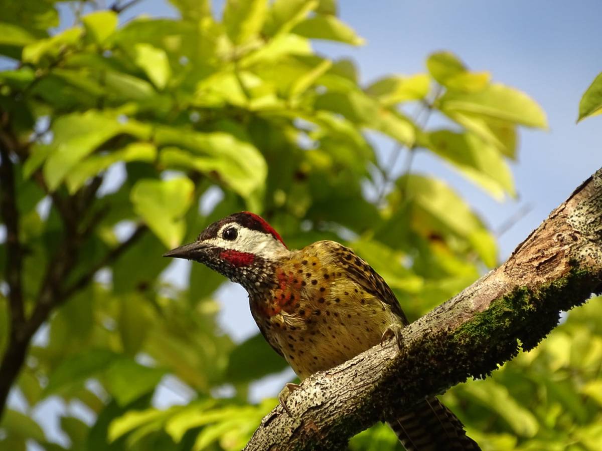 La visite du beau pic de Cayenne&nbsp;!