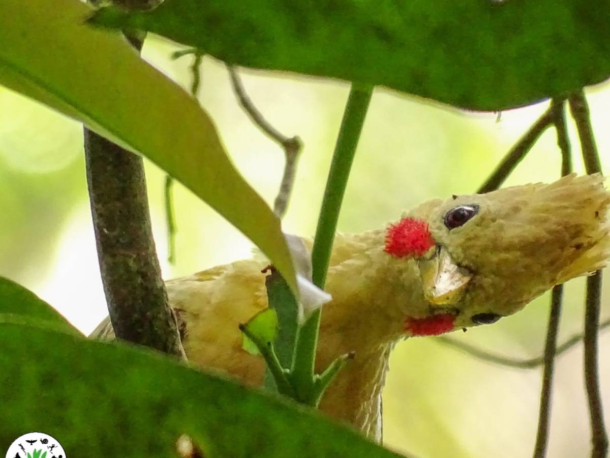 Le pic jaune interloqué&nbsp;!