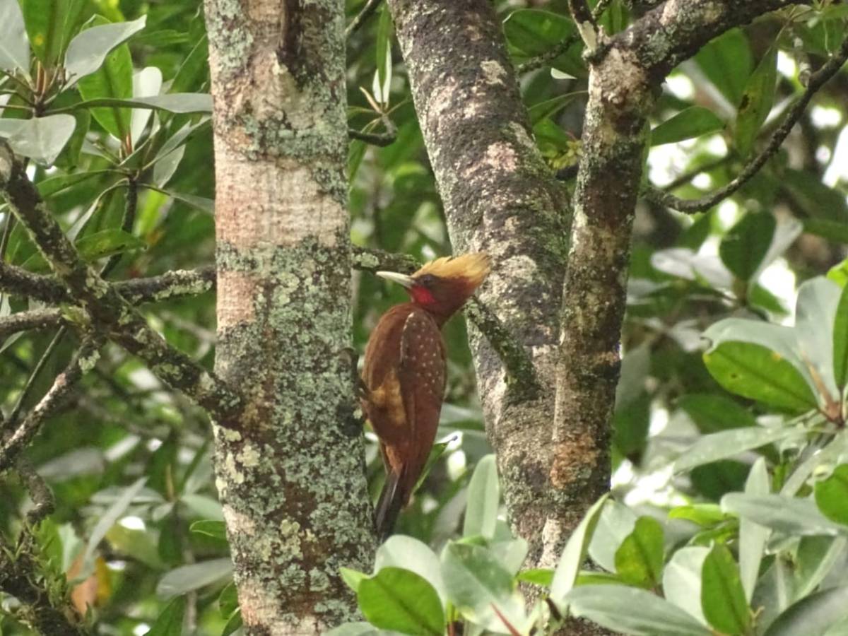 Le beau Celeus&nbsp;Elegans