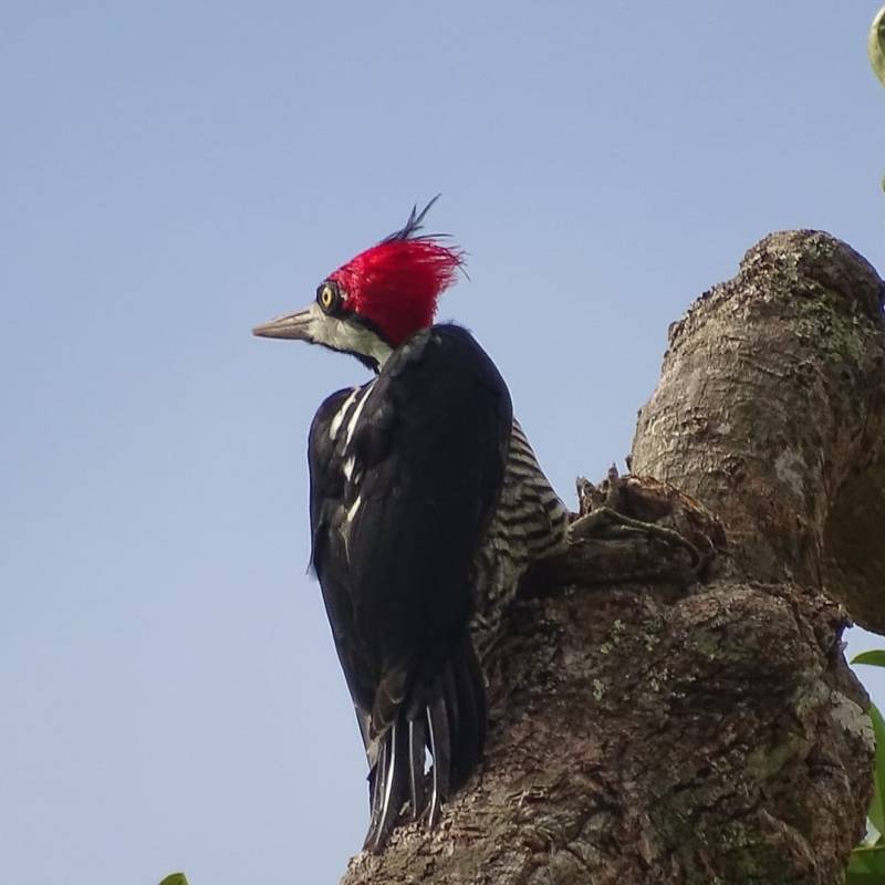 Le pic de Malherbe femelle à la recherche de&nbsp;nourriture