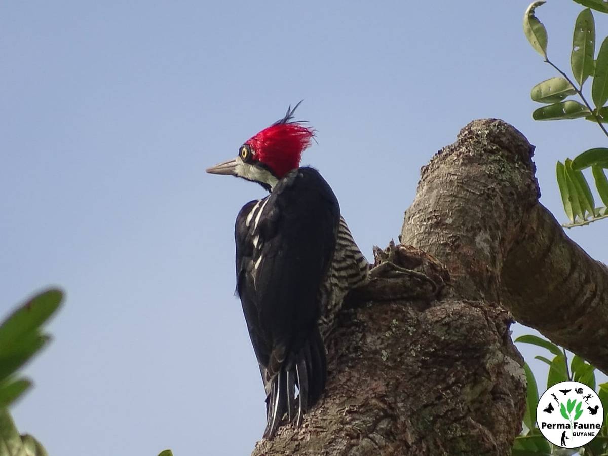 Le pic de Malherbe femelle à la recherche de&nbsp;nourriture