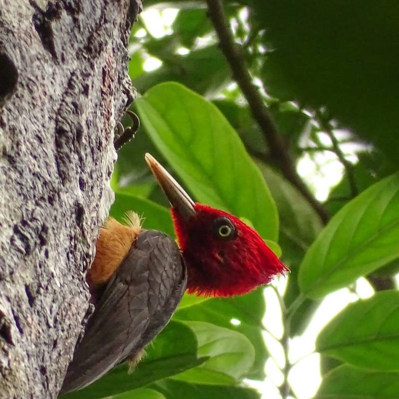 Zoom sur le Pic à cou rouge et son régime&nbsp;!