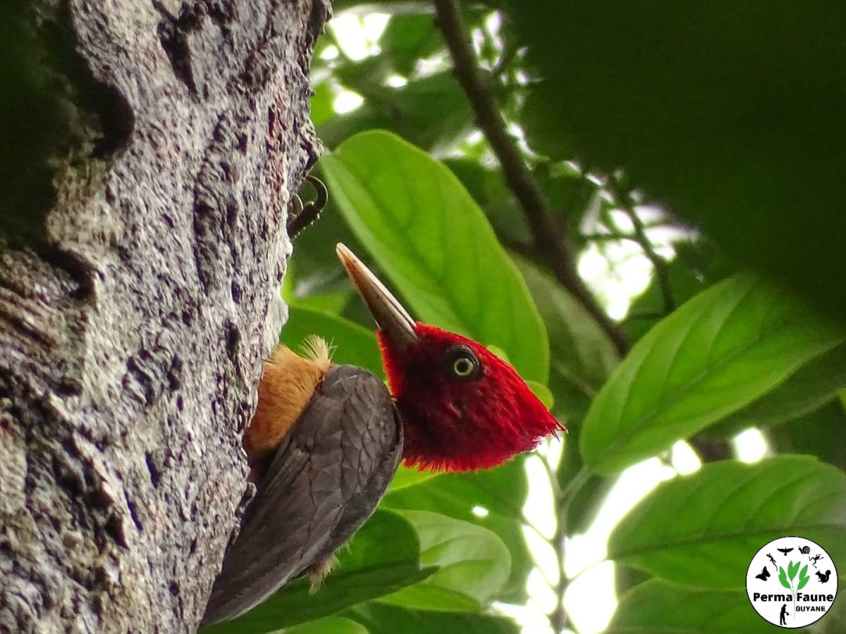 Zoom sur le Pic à cou rouge et son régime&nbsp;!