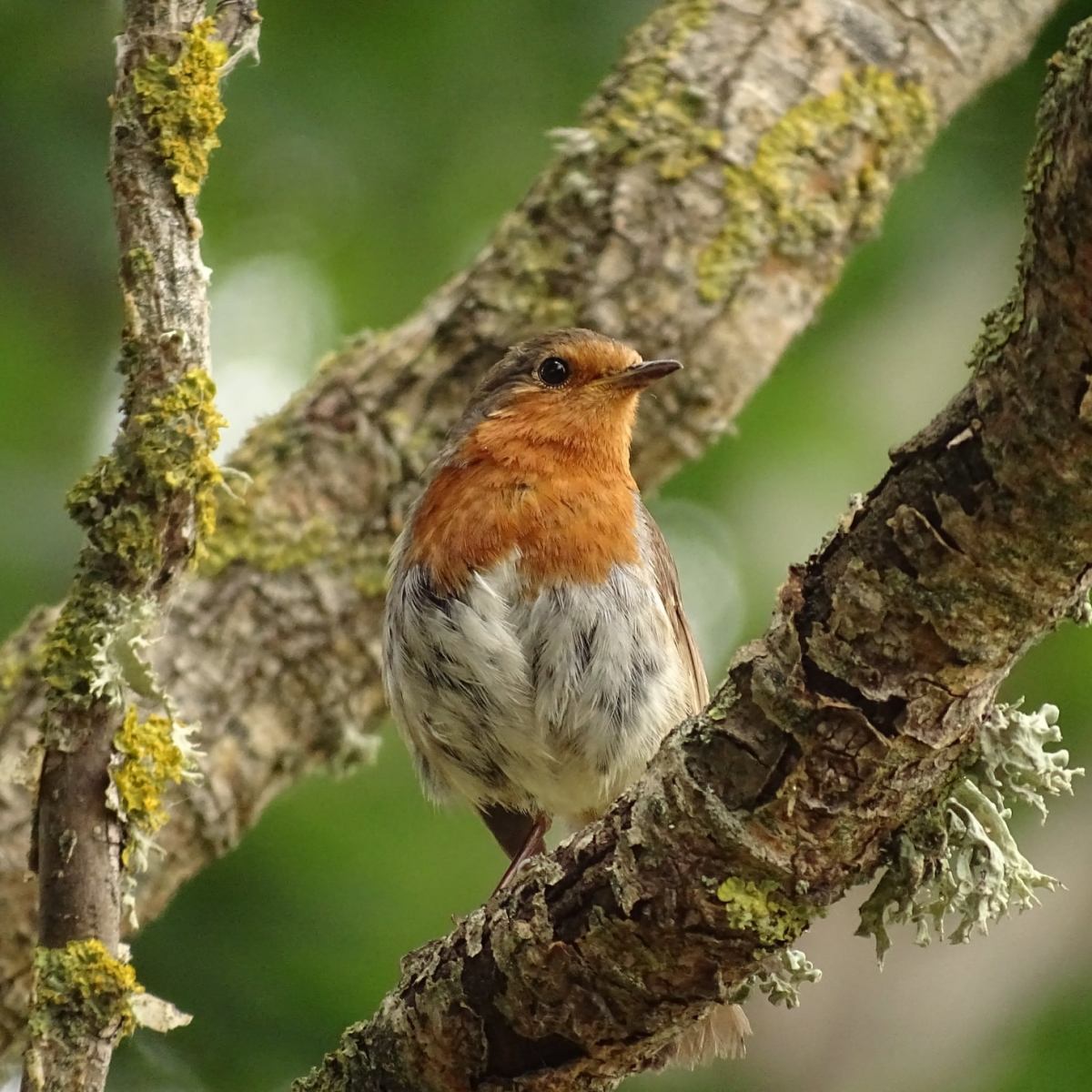 On connaît tous le Rougegorge Familier mais savez-vous comment l&rsquo;aider au jardin&nbsp;?